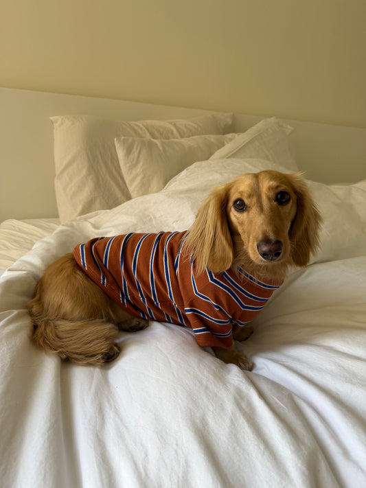 Maple Chestnut Dog Sweater
