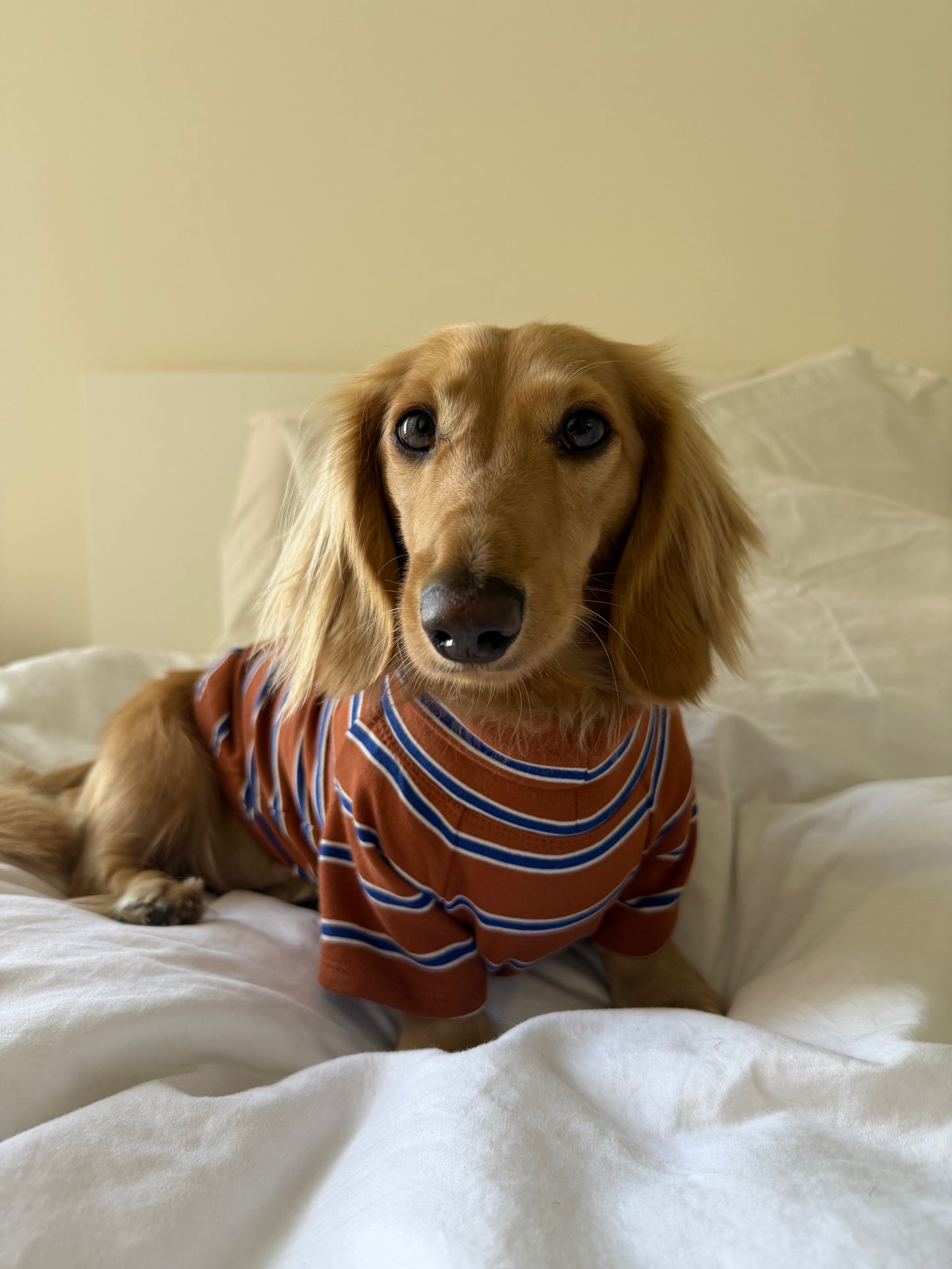 Maple Chestnut Dog Sweater