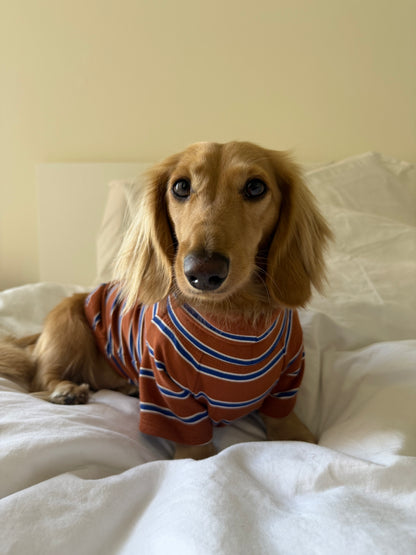 Maple Chestnut Dog Sweater