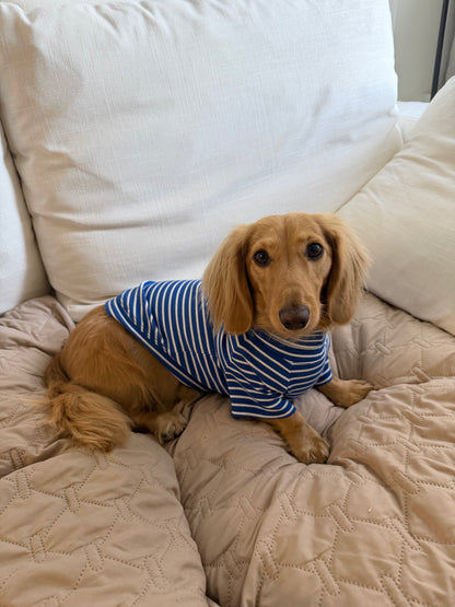 Ocean Breeze Dog Shirt