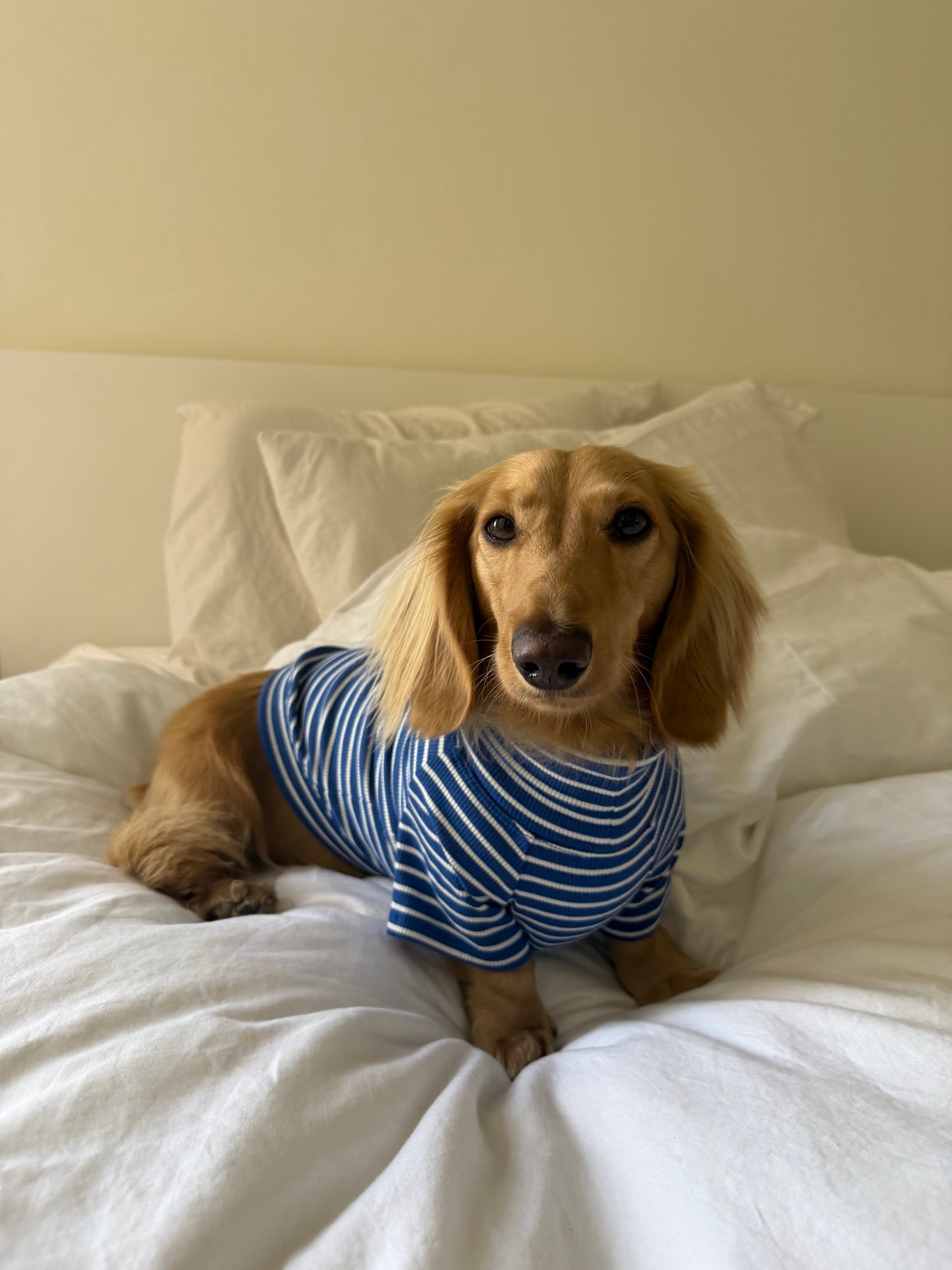 Ocean Breeze Dog Shirt
