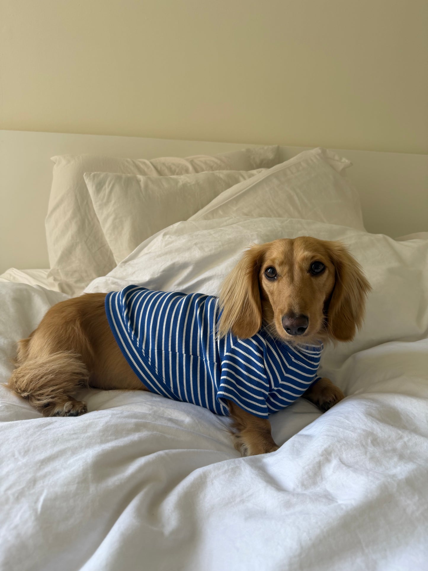Ocean Breeze Dog Shirt