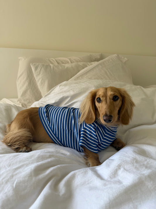 Ocean Breeze Dog Shirt