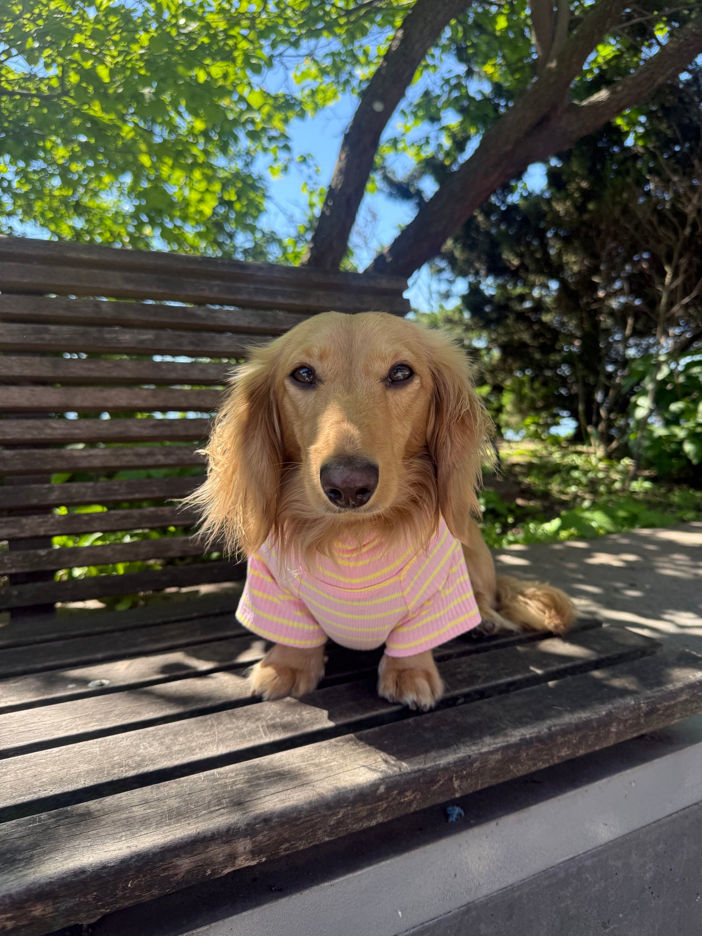 Sherbert Dog Shirt