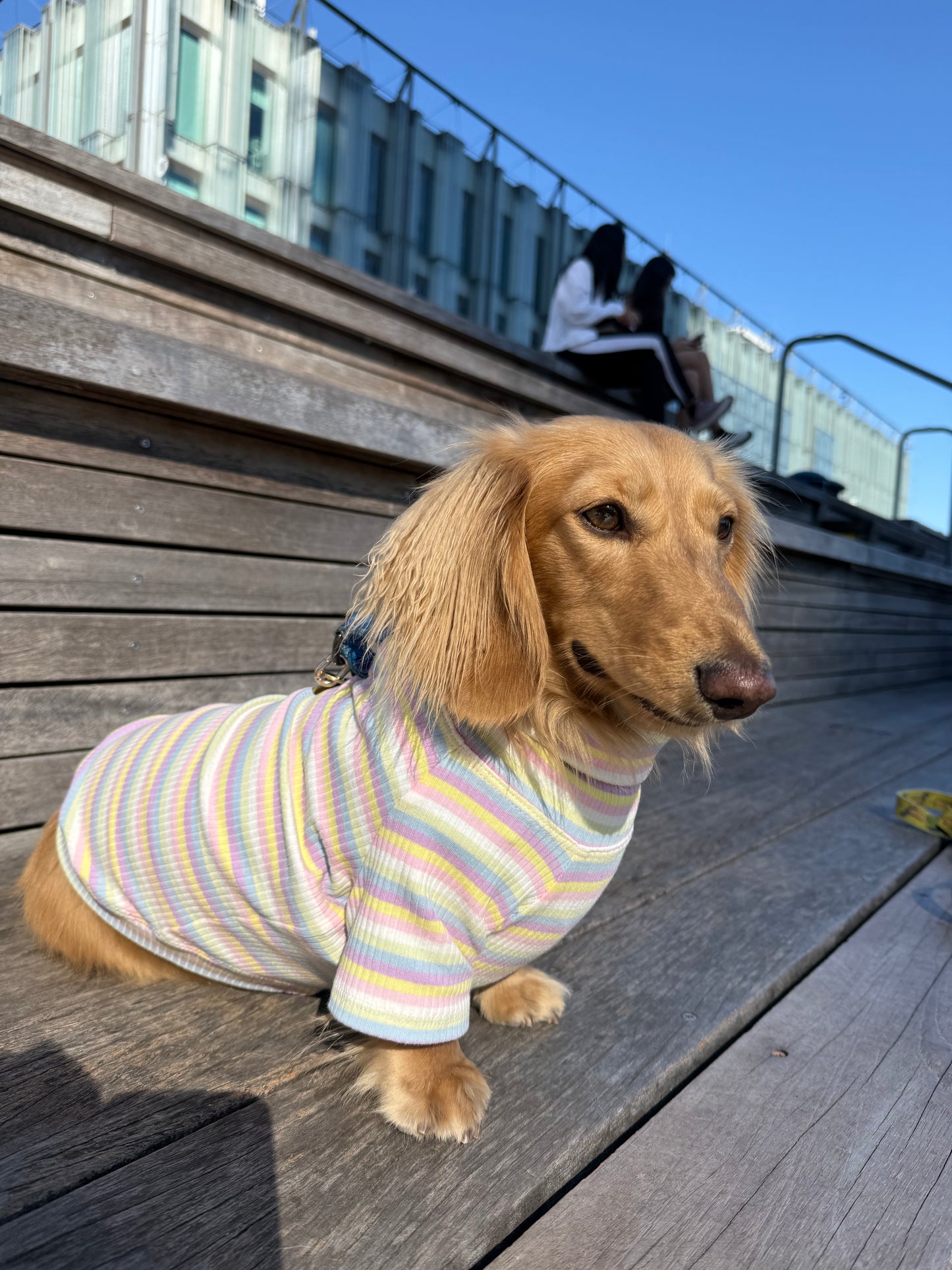 Cotton Candy Days Dog Shirt