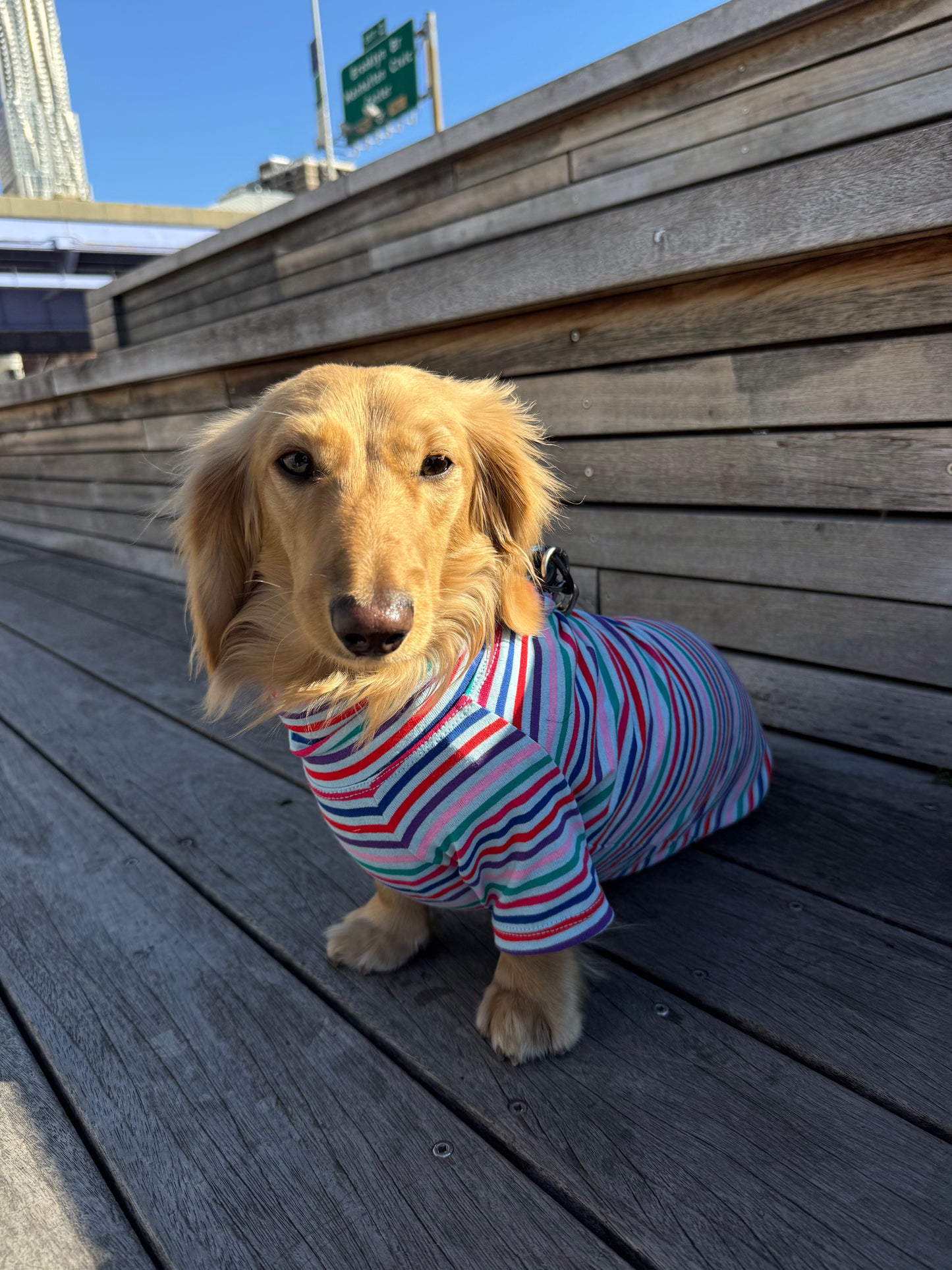 Groovy Stripe Dog Shirt