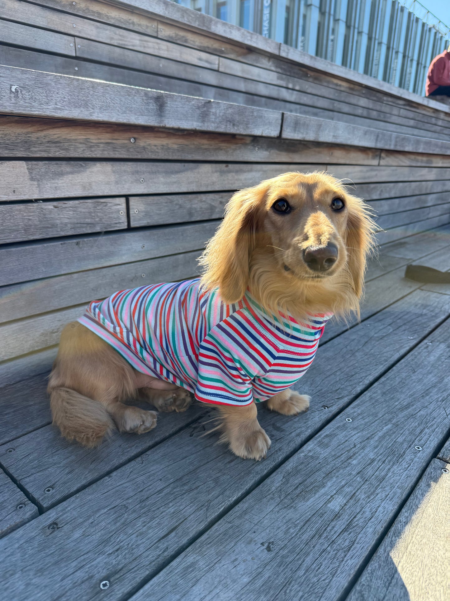 Groovy Stripe Dog Shirt