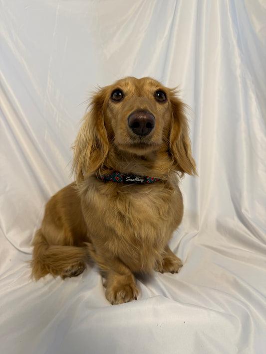 Sweetheart Collar