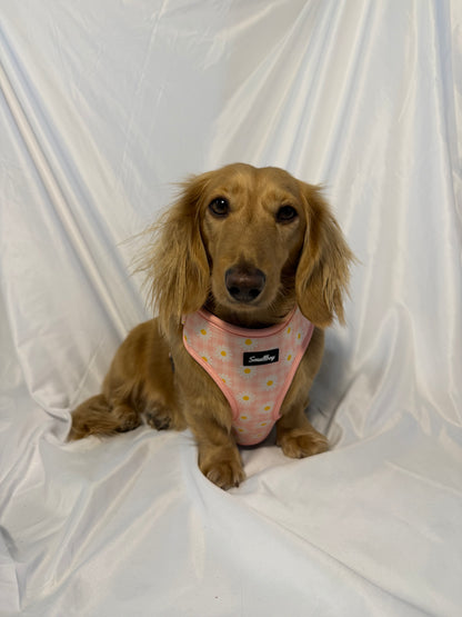 Daisy Daydream Harness
