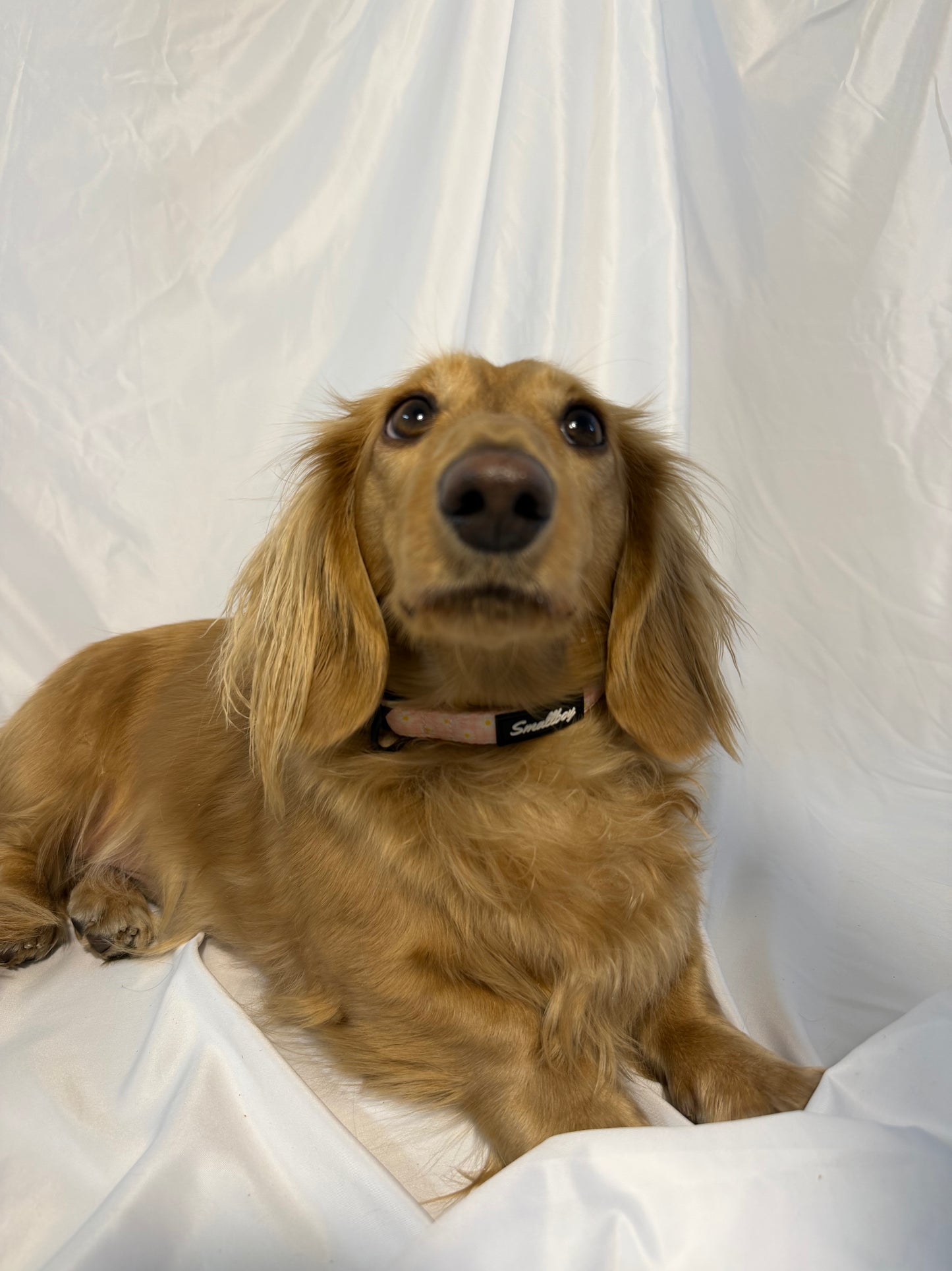 Daisy Daydream Collar