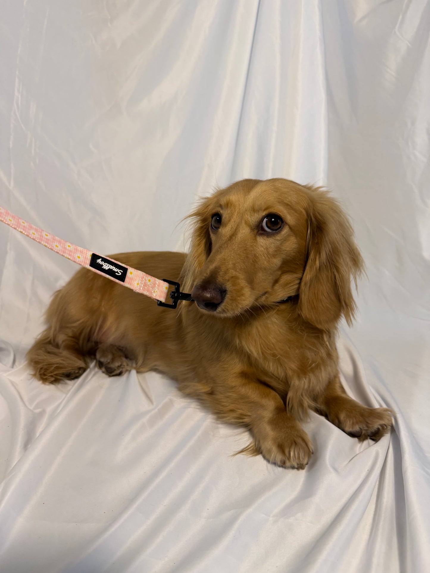 Daisy Daydream Leash