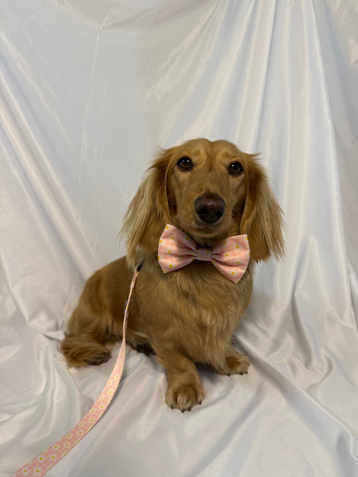 Daisy Daydream Bowtie