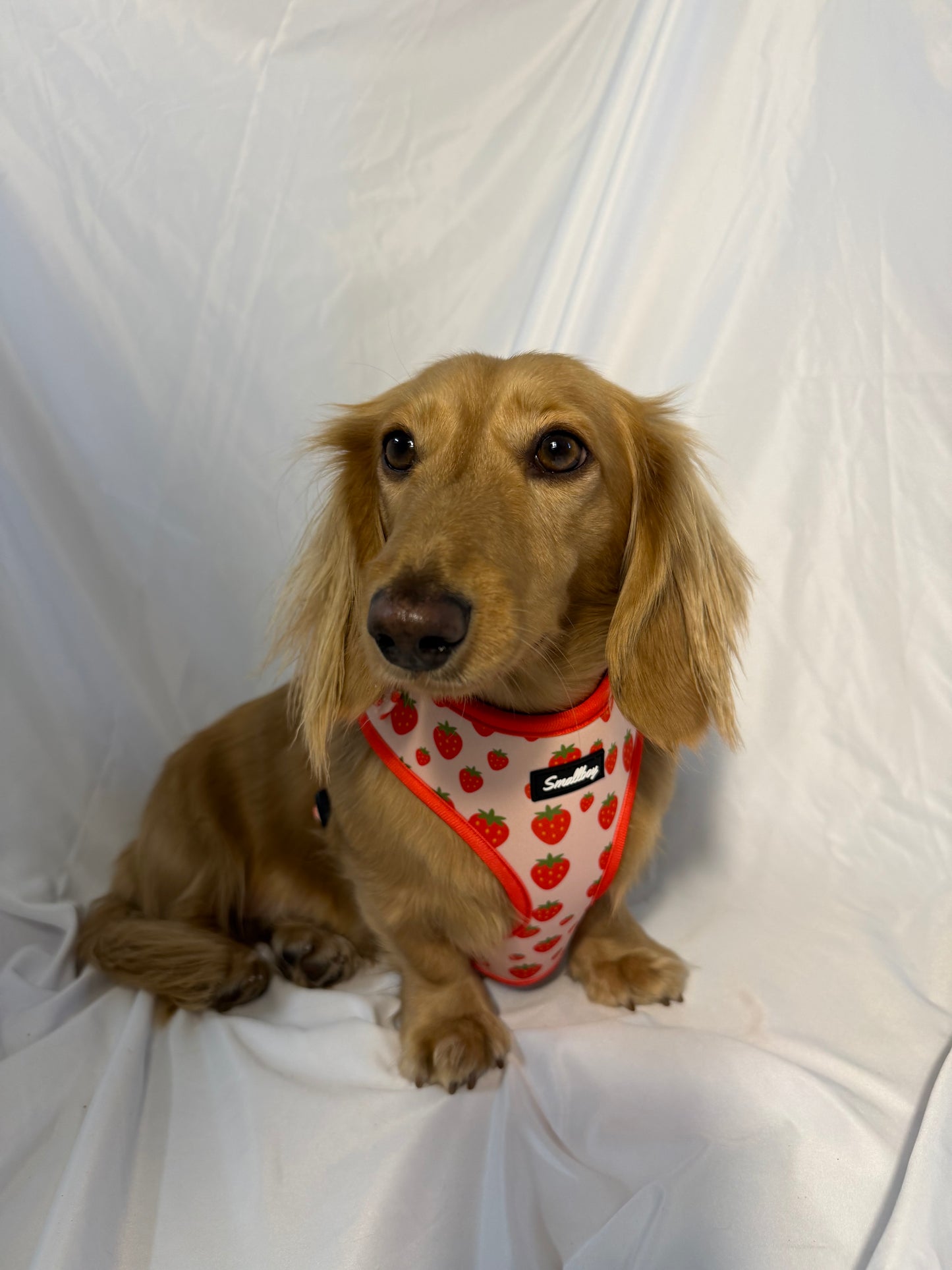 Sweet Strawberry Harness