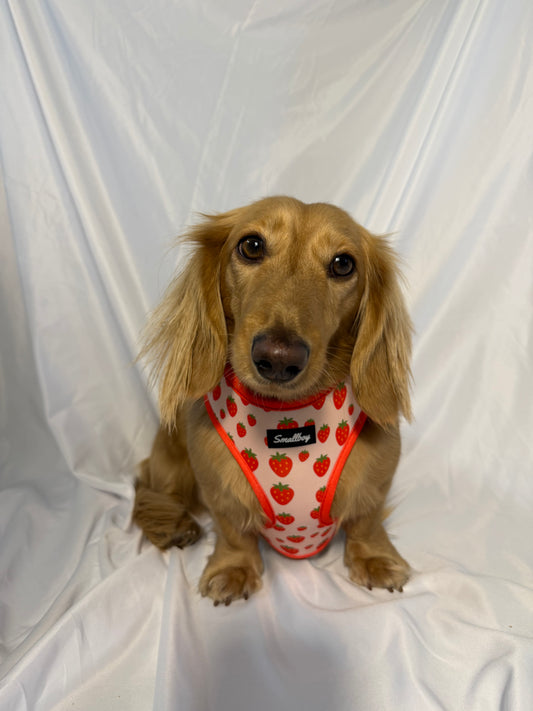 Sweet Strawberry Harness