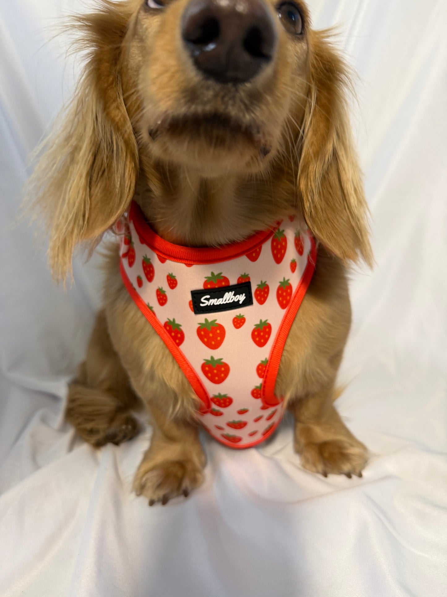 Sweet Strawberry Harness