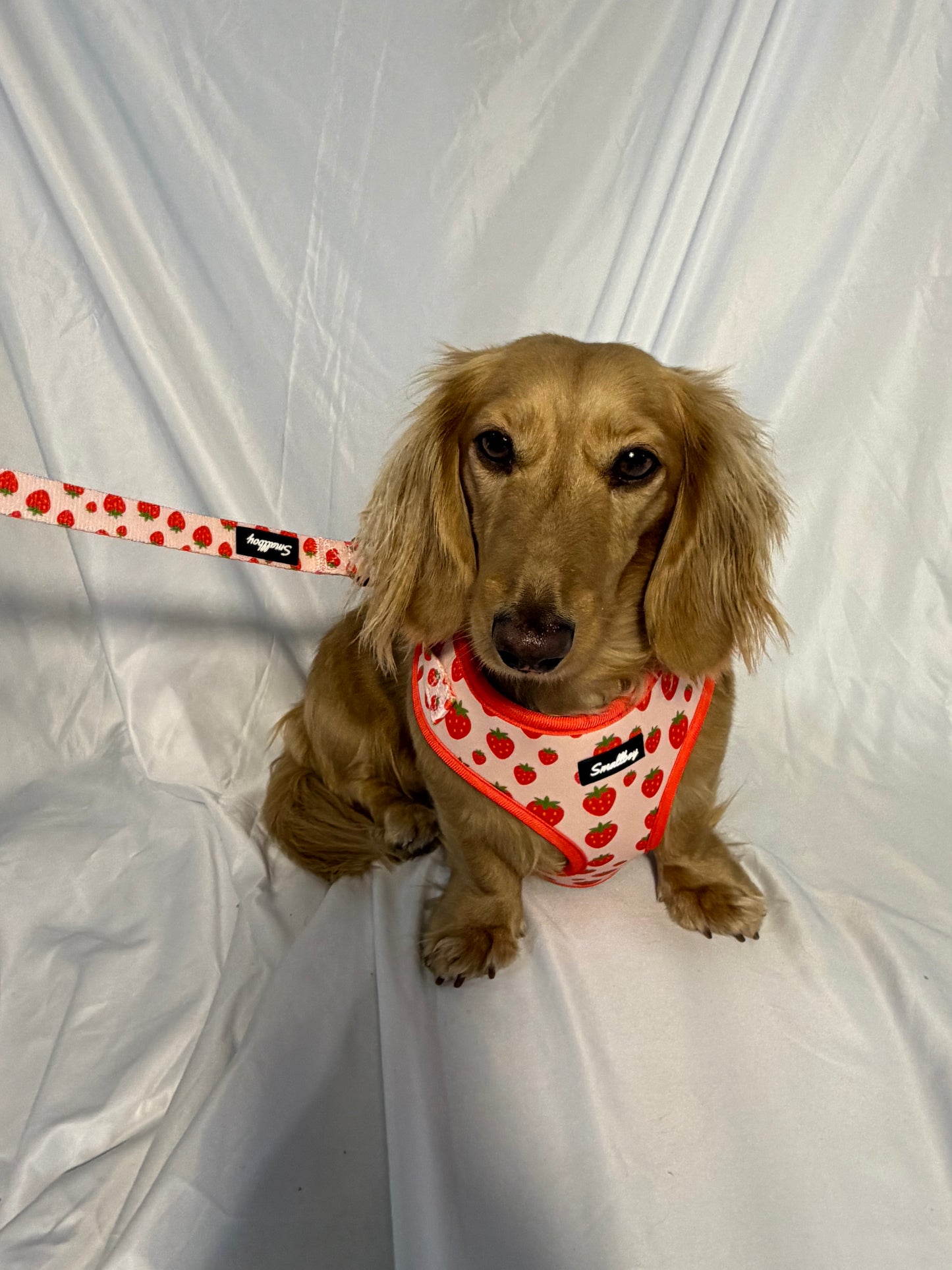 Sweet Strawberry Leash
