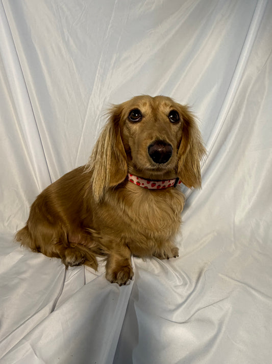 Sweet Strawberry Collar