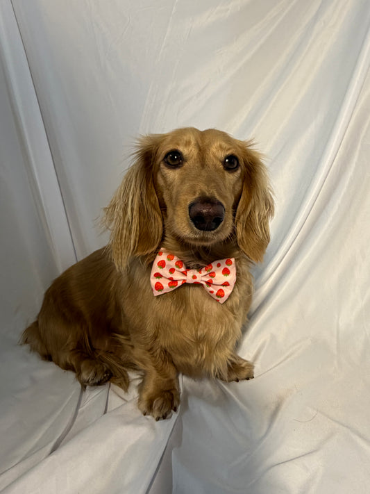 Sweet Strawberry Bowtie
