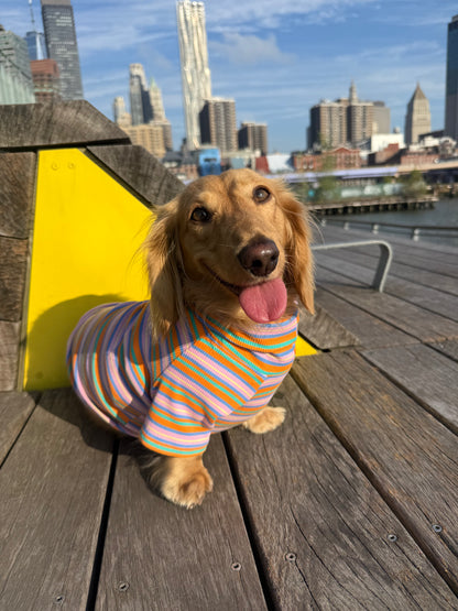 Pumpkin Chai Dog Shirt