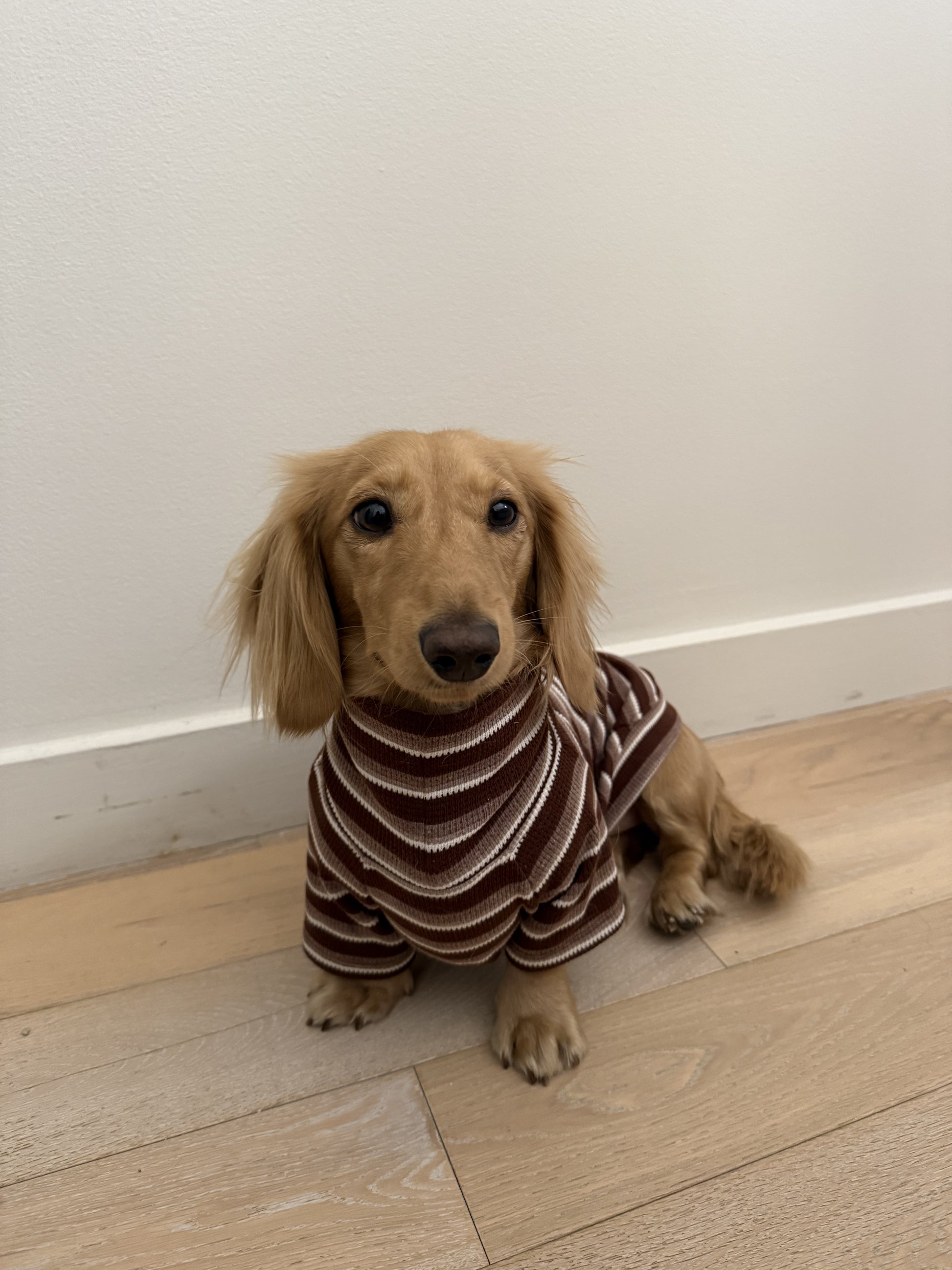 Monochrome & Mocha Dog Sweater - Smallboy