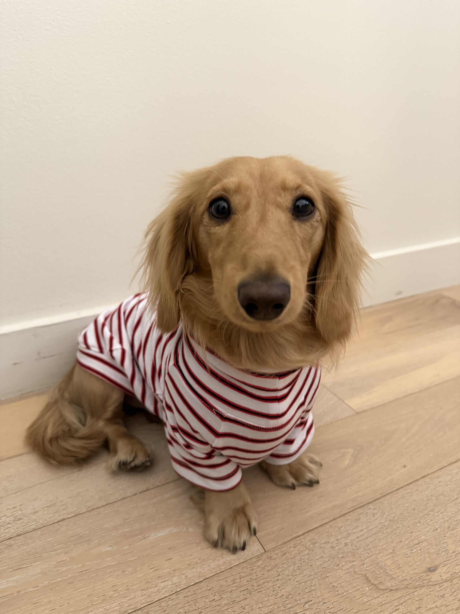 Bright Stripes Duo Dog Sweater - Smallboy