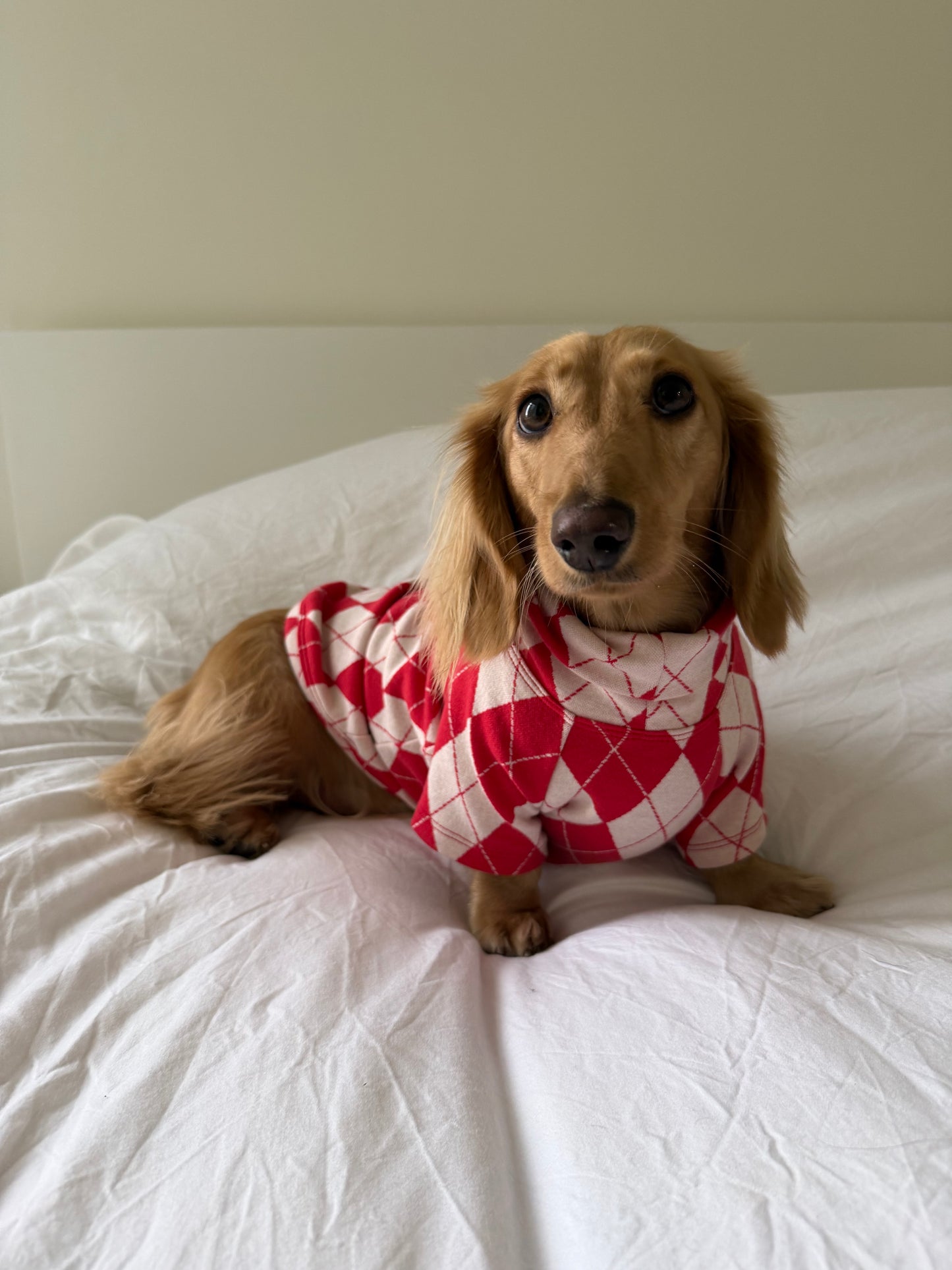 North Pole Dog Sweater