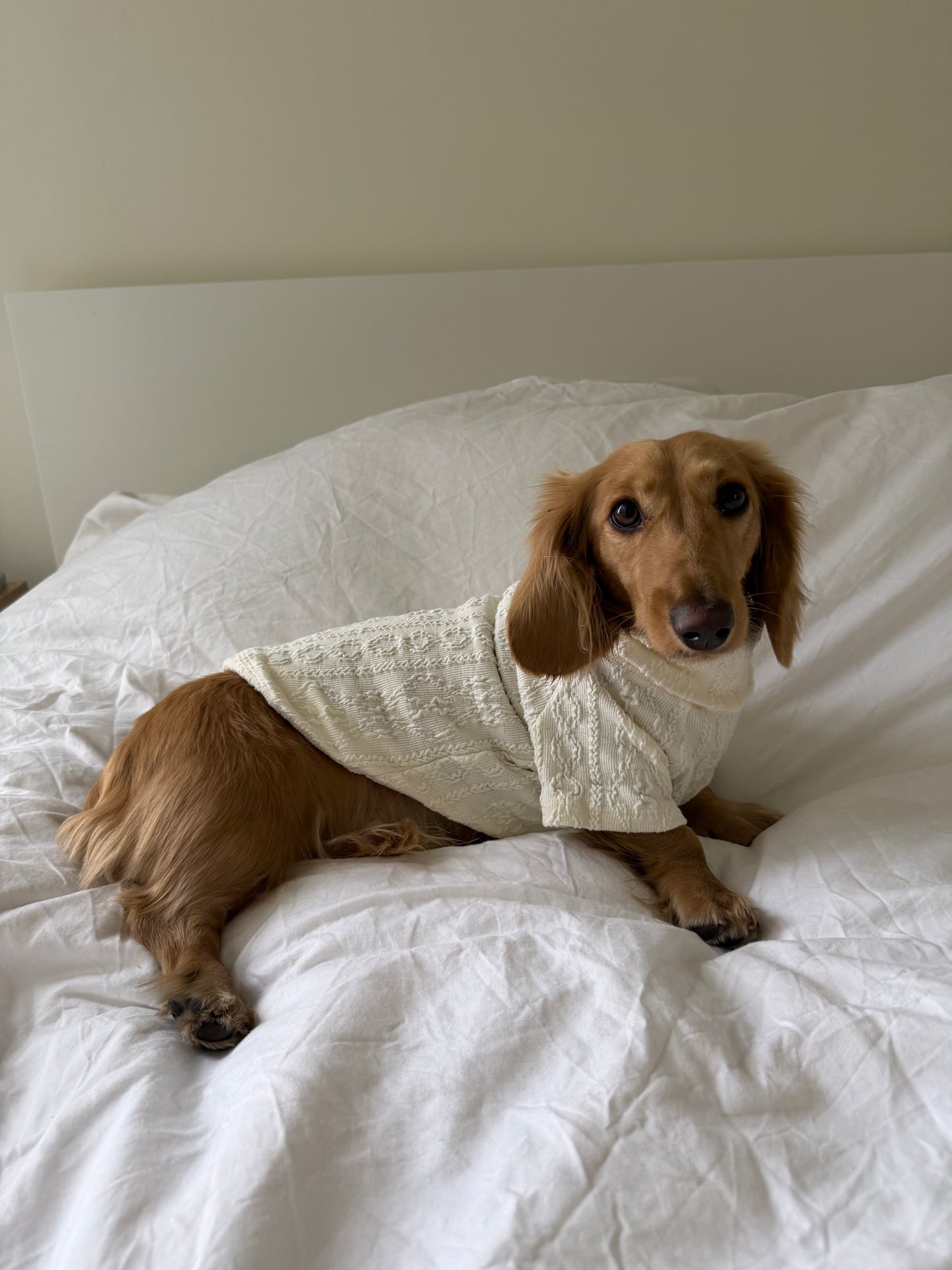 Vanilla Bean Dog Sweater