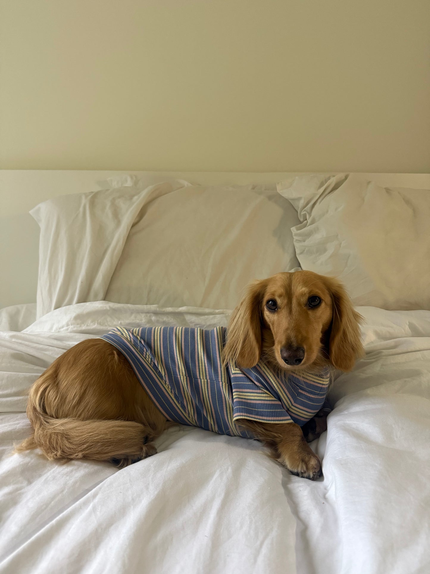 Blueberry Fields Dog Shirt