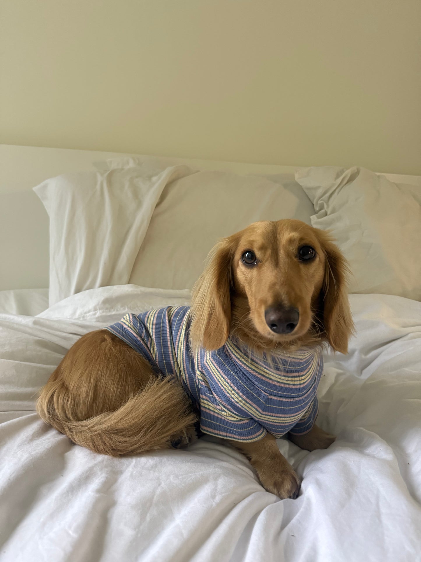 Blueberry Fields Dog Shirt