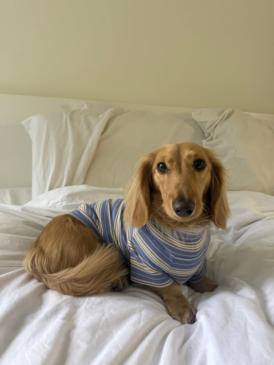 Blueberry Fields Dog Shirt