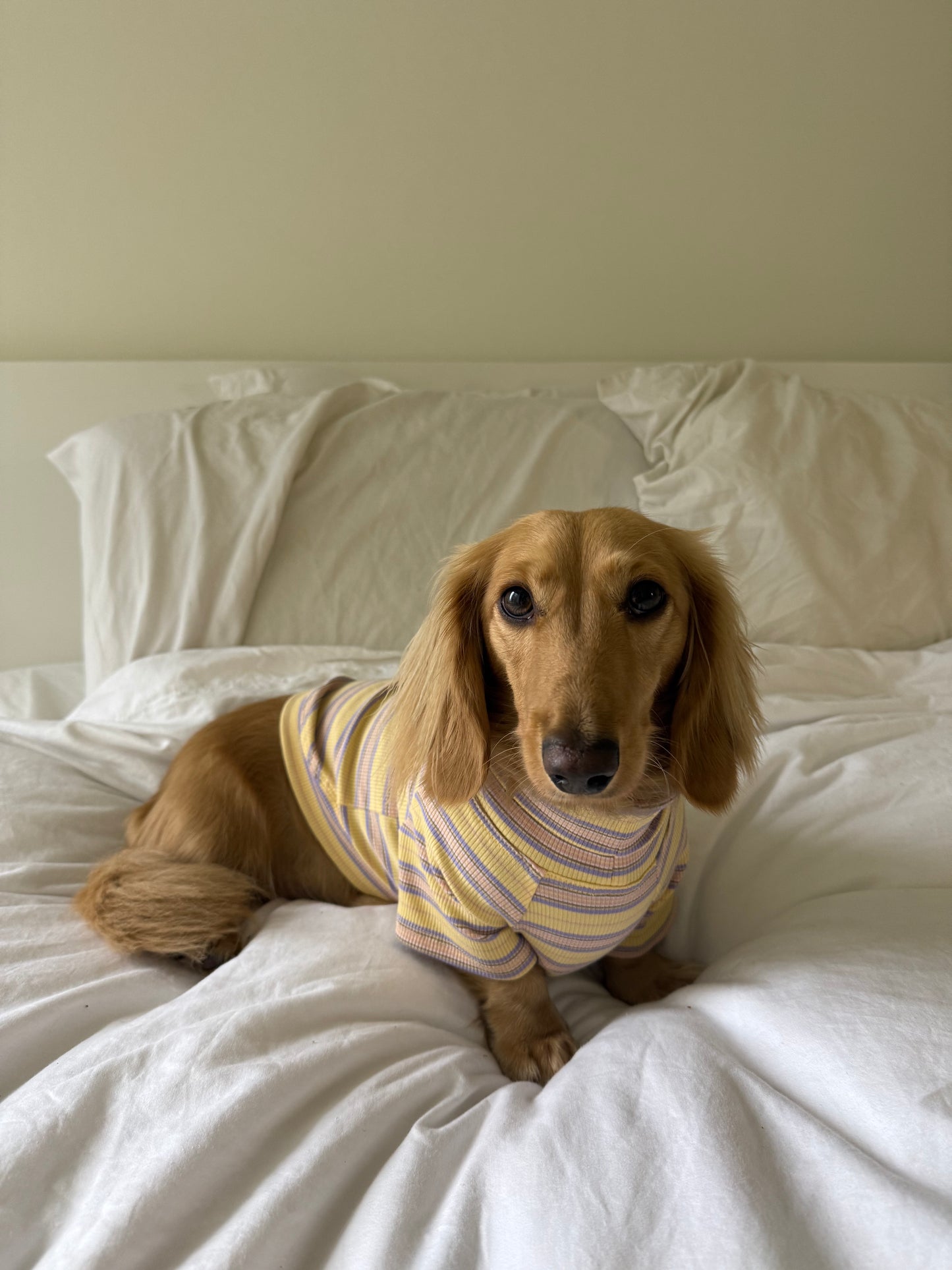 Honey Lavender Dog Shirt