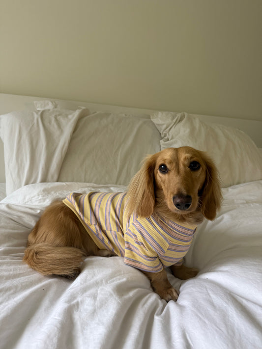 Honey Lavender Dog Shirt