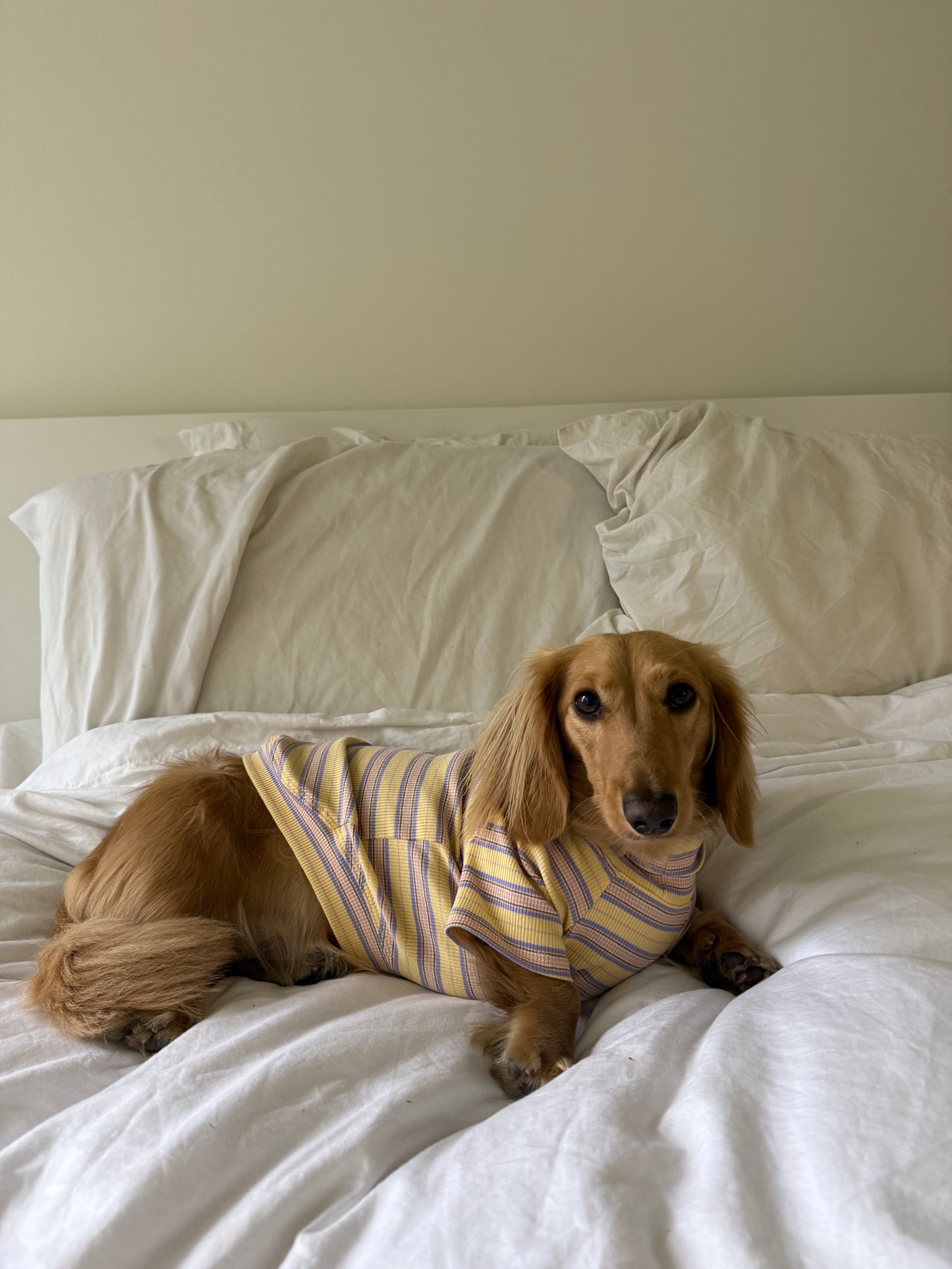 Honey Lavender Dog Shirt