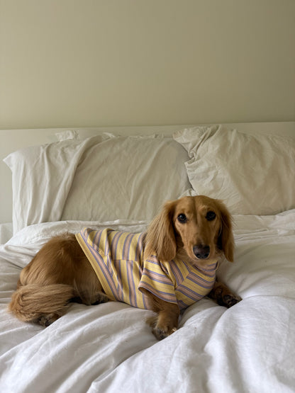Honey Lavender Dog Shirt