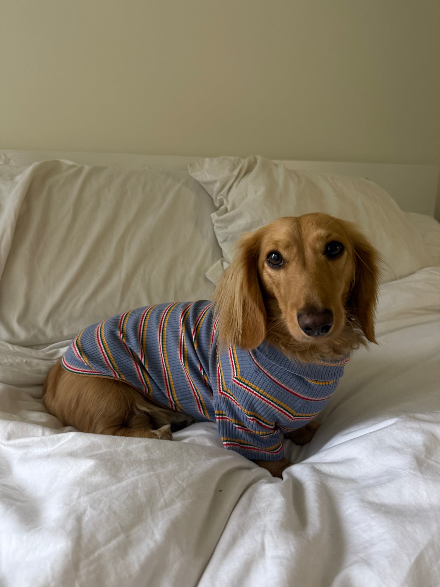 Frosted Berry Dog Shirt
