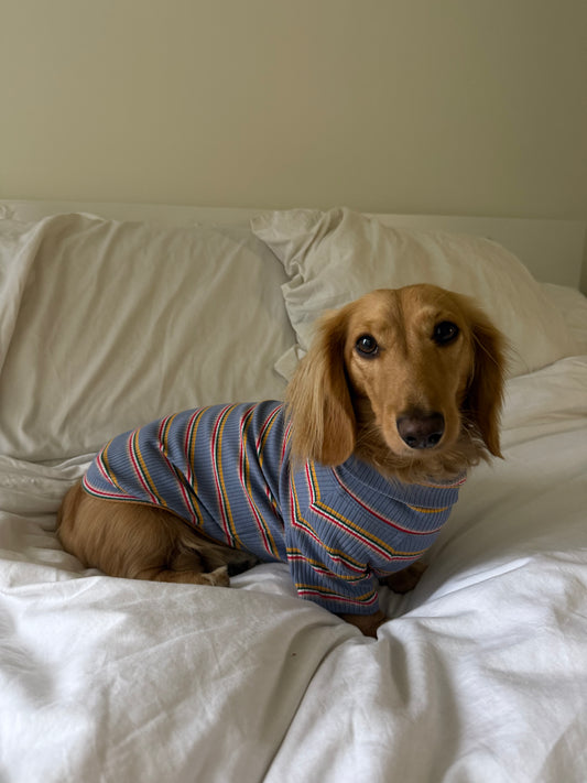 Frosted Berry Dog Shirt