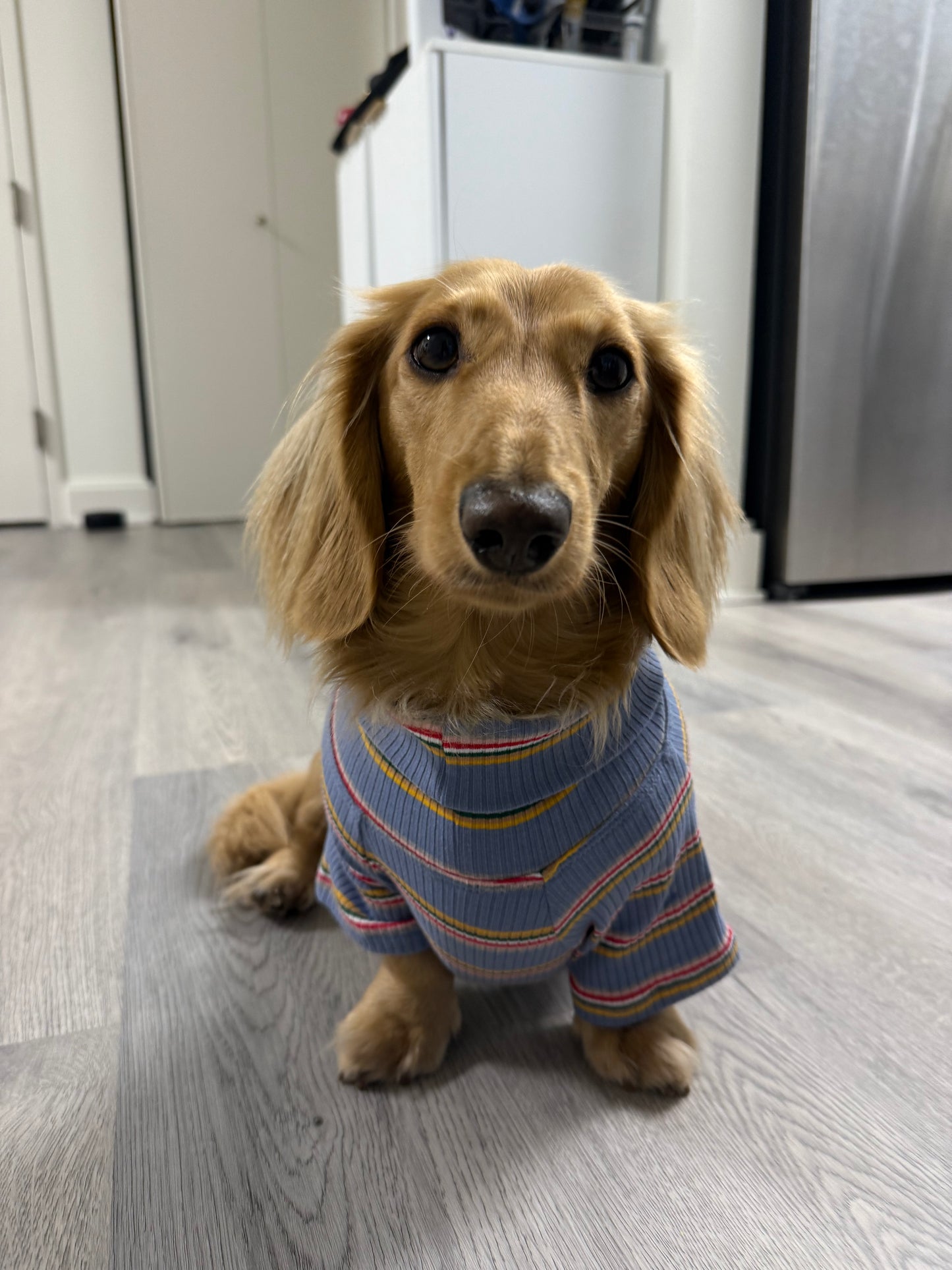 Frosted Berry Dog Shirt