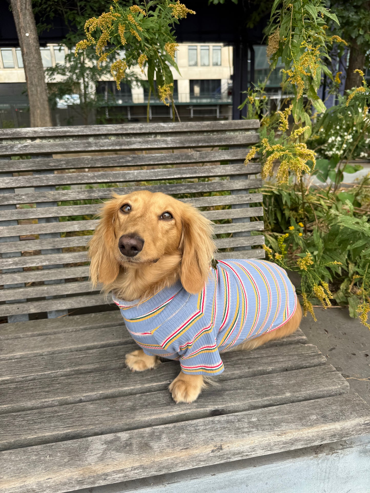 Frosted Berry Dog Shirt