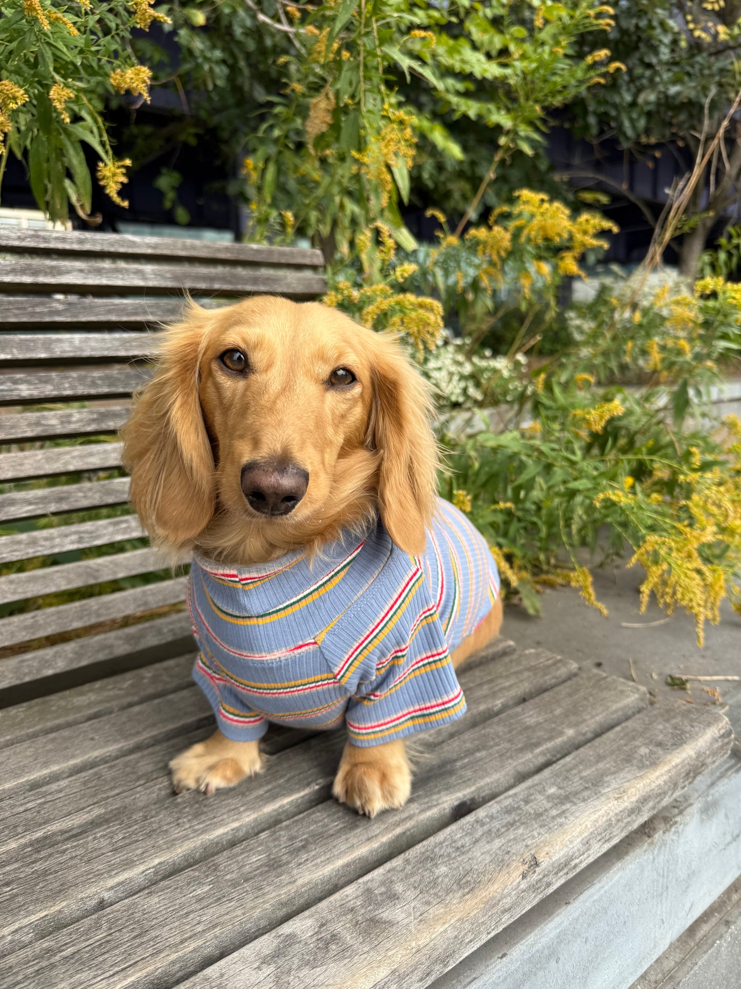 Frosted Berry Dog Shirt