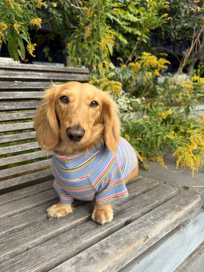 Frosted Berry Dog Shirt