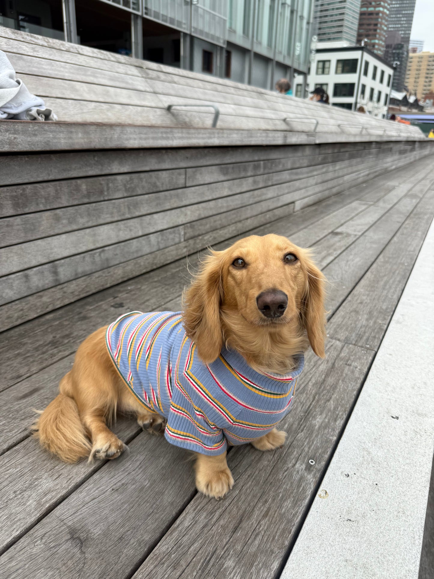 Frosted Berry Dog Shirt