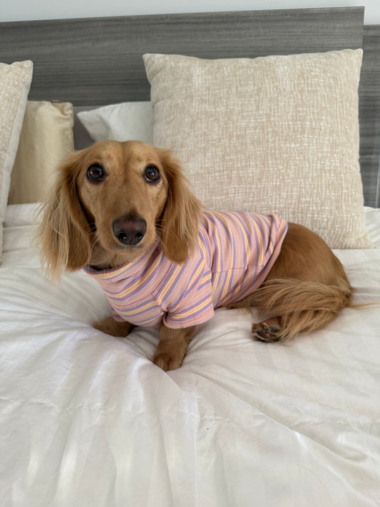 Sunset Sorbet Dog Shirt