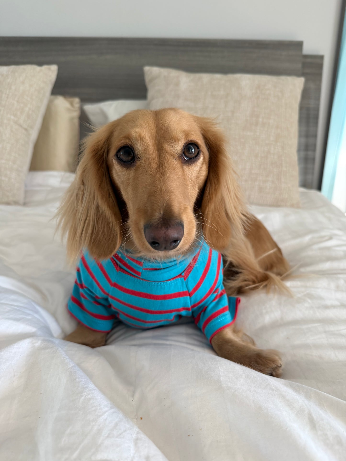 Blue Bubblegum Dog Sweater