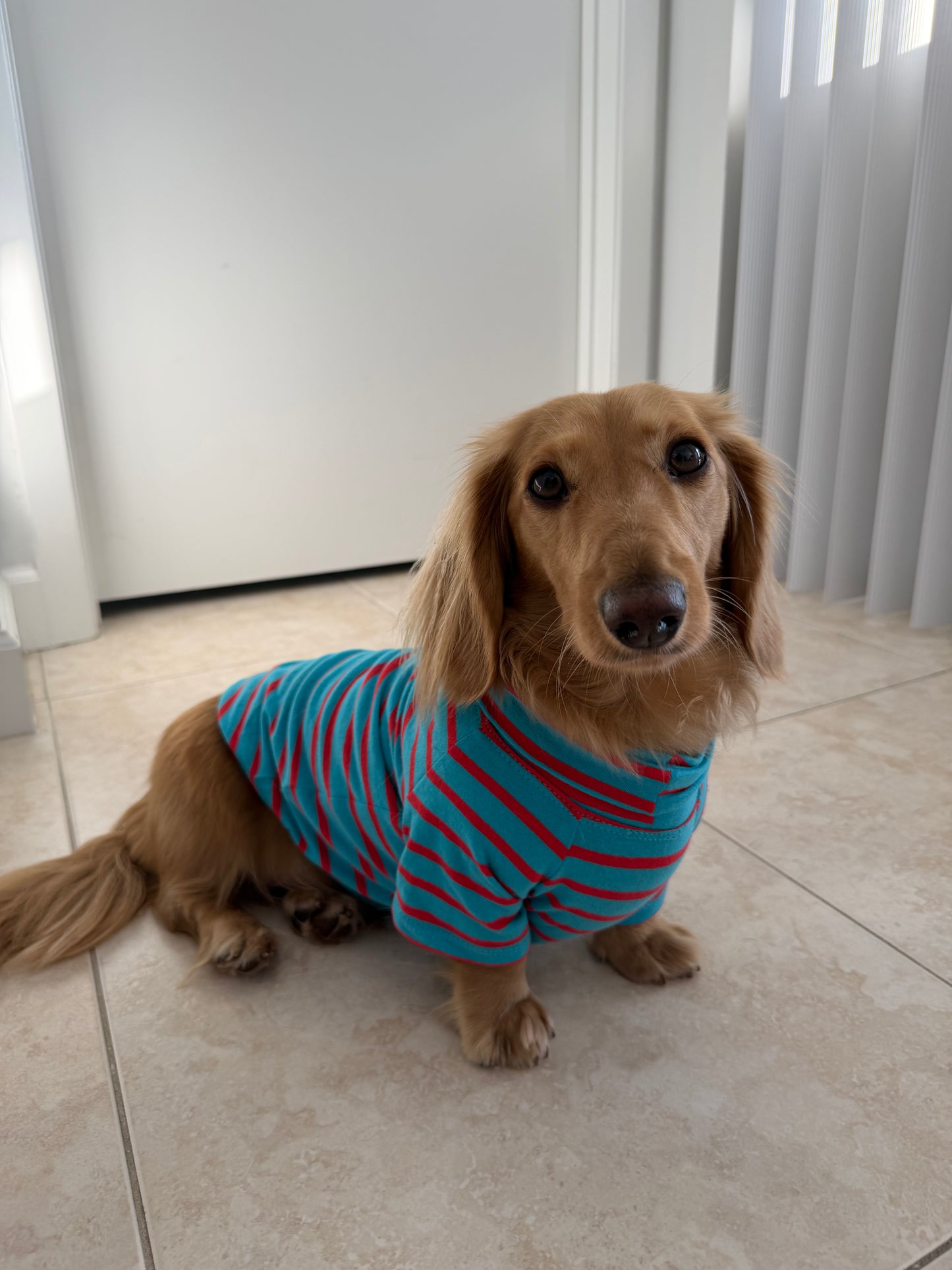 Blue Bubblegum Dog Sweater