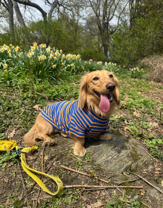Bright Stripes Dog Sweater