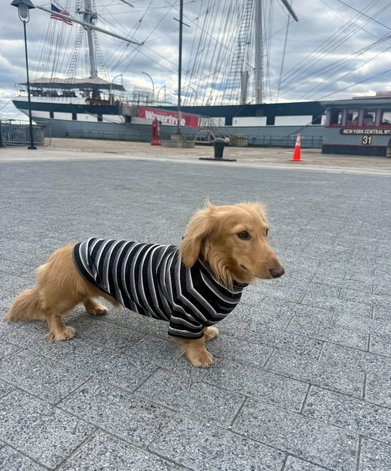 Monochrome & Mocha Dog Sweater
