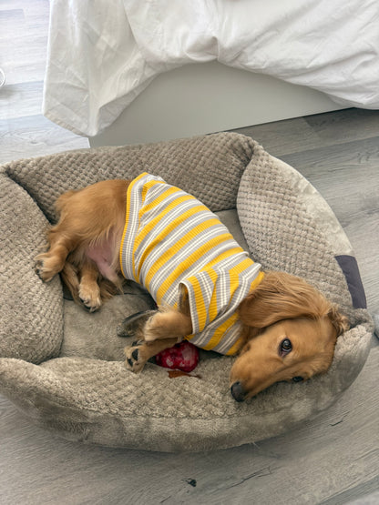 Honey & Haze Dog Shirt