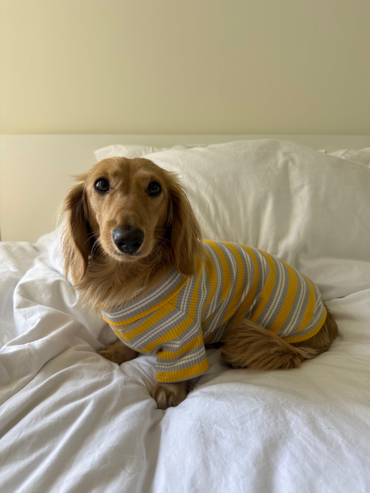 Honey & Haze Dog Shirt