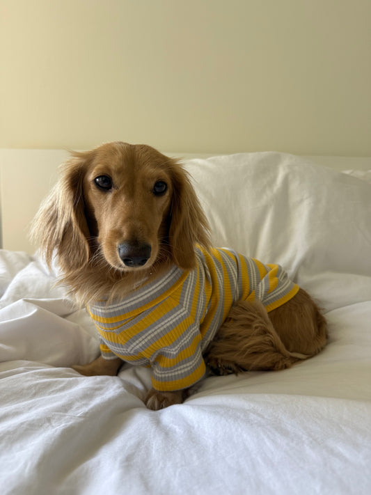 Honey & Haze Dog Shirt