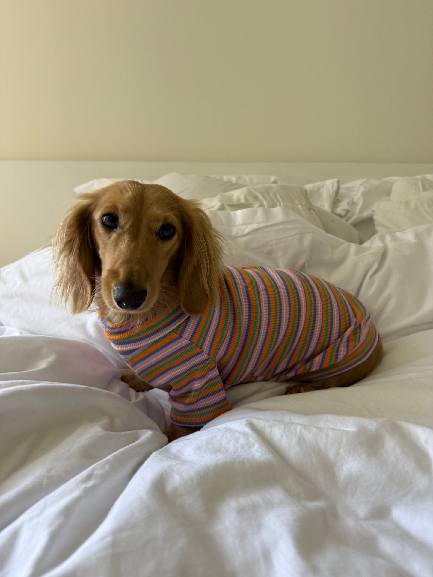 Pumpkin Chai Dog Shirt